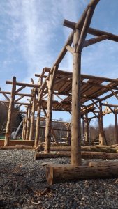 Early stages of the roundwood timber frame of Longwood community woodland visitor centre.
